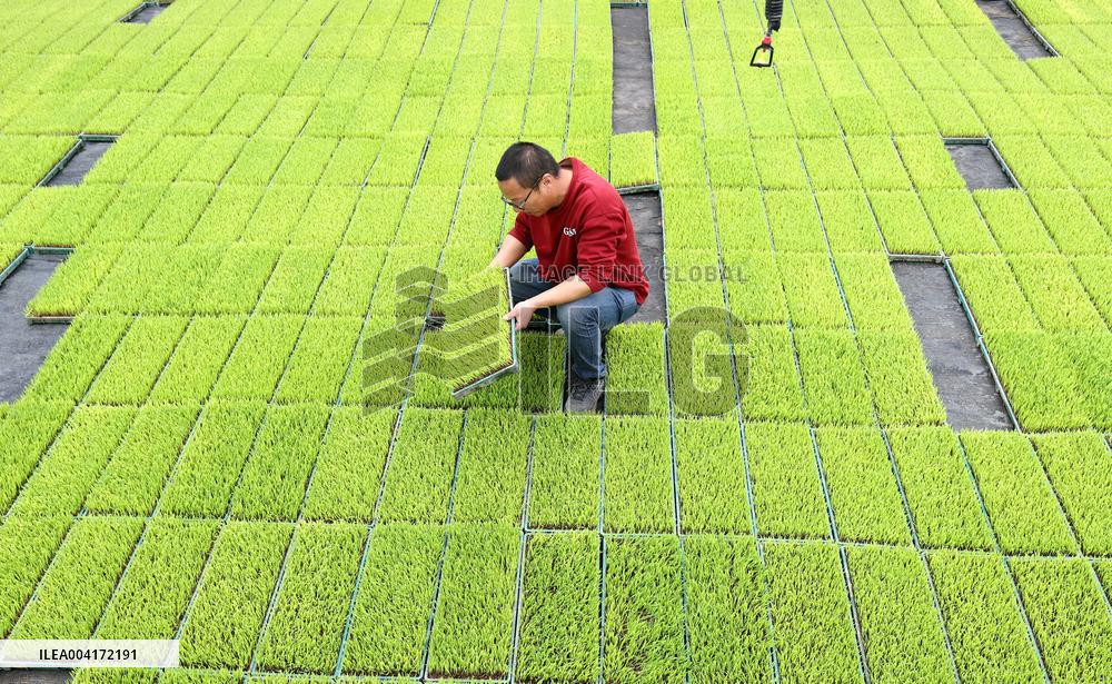 Spring Agriculture - China