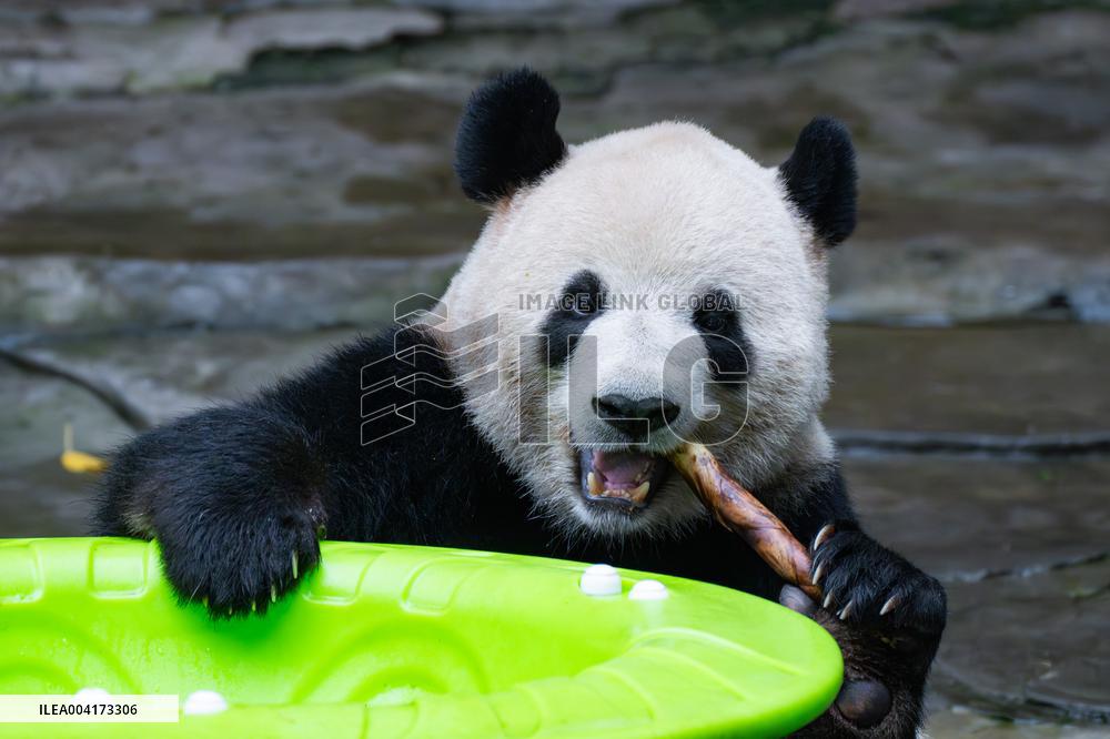 China Chongqing Giant Panda