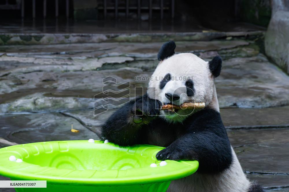 China Chongqing Giant Panda