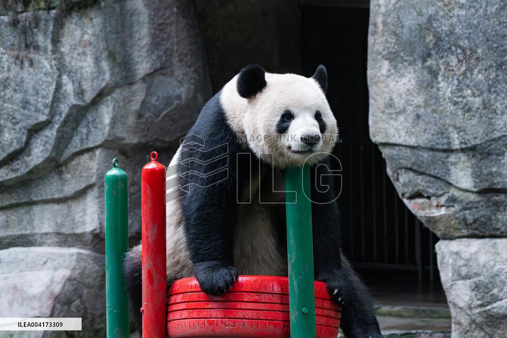 China Chongqing Giant Panda