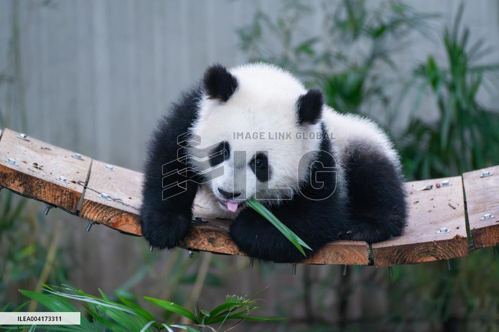 China Chongqing Giant Panda
