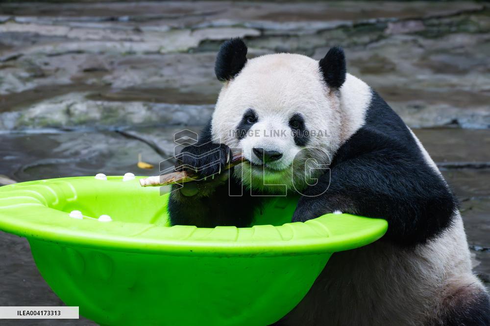 China Chongqing Giant Panda