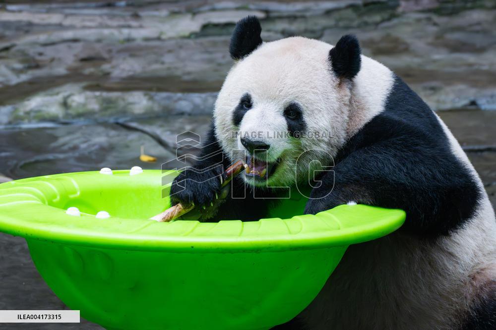 China Chongqing Giant Panda