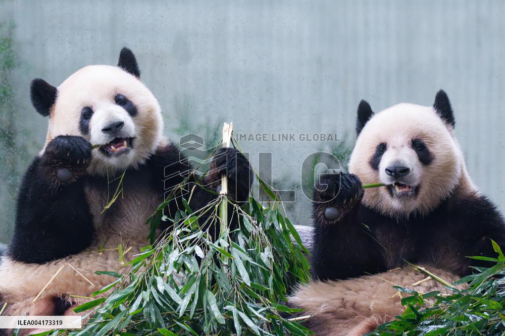 China Chongqing Giant Panda