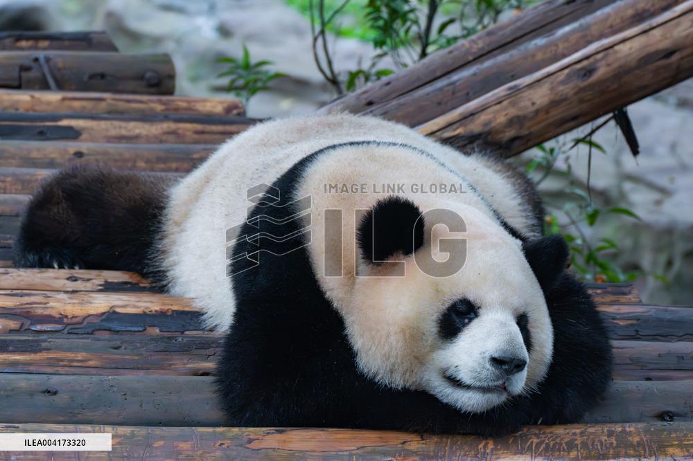 China Chongqing Giant Panda