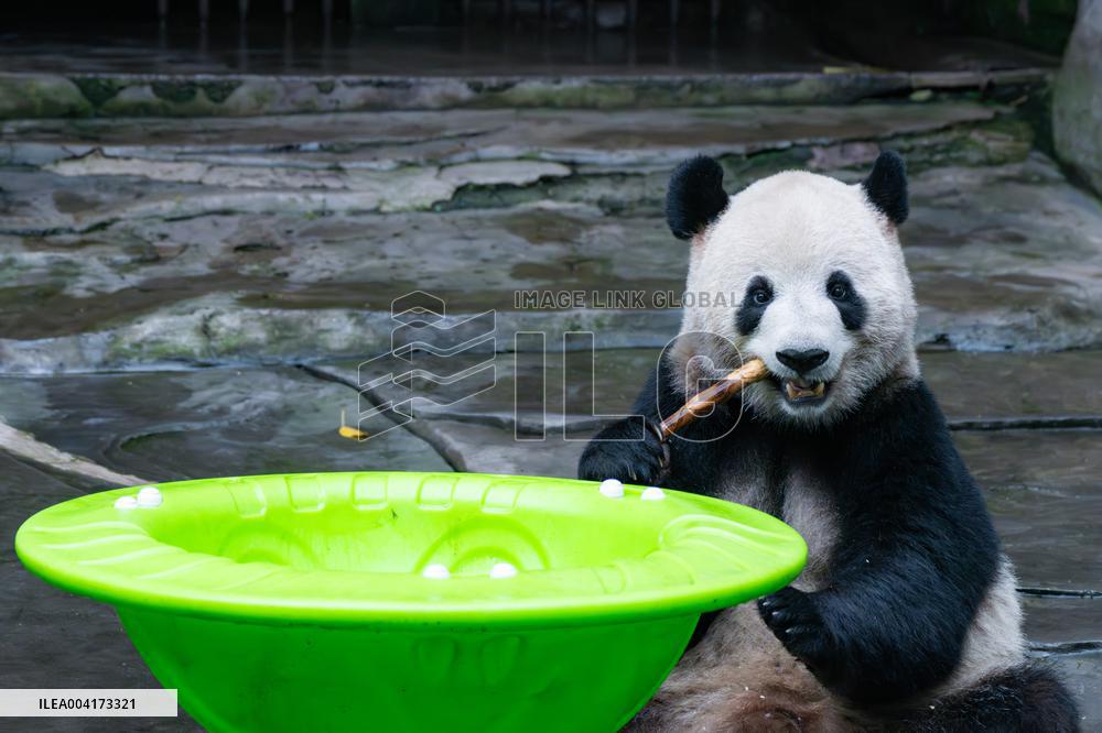 China Chongqing Giant Panda
