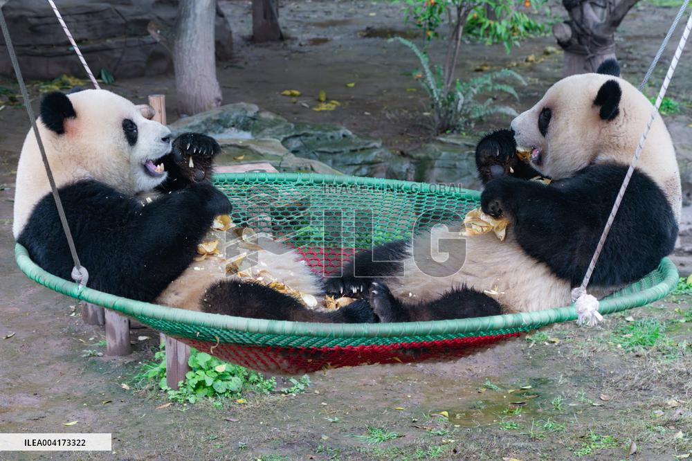 China Chongqing Giant Panda
