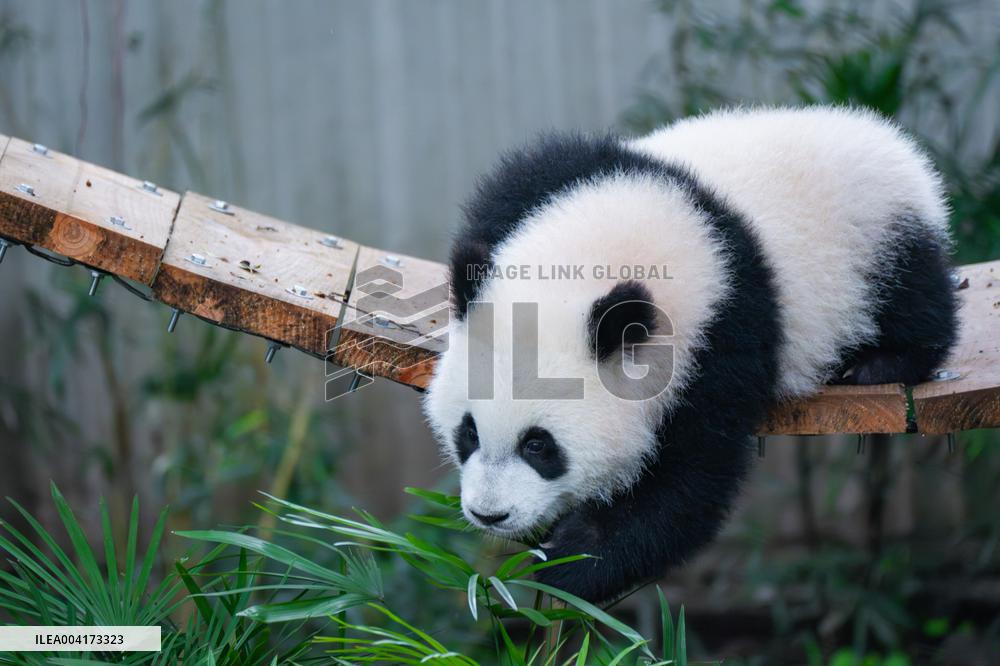China Chongqing Giant Panda