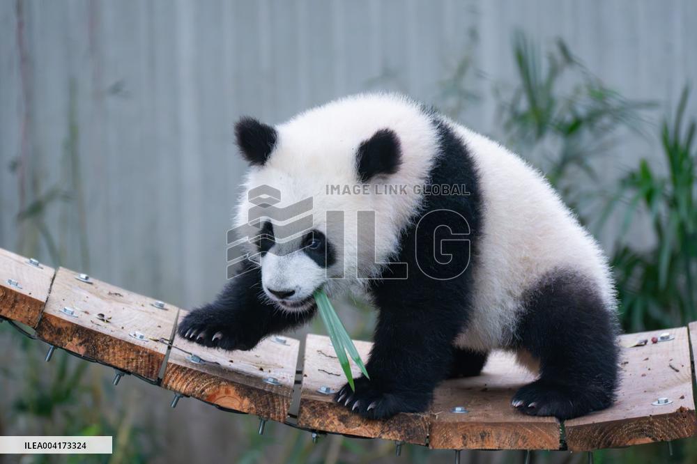 China Chongqing Giant Panda