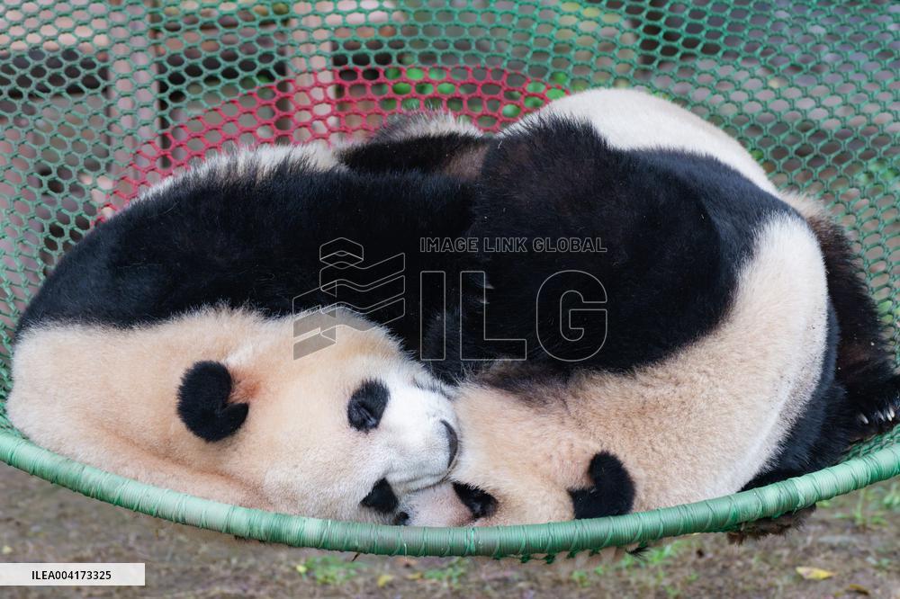 China Chongqing Giant Panda