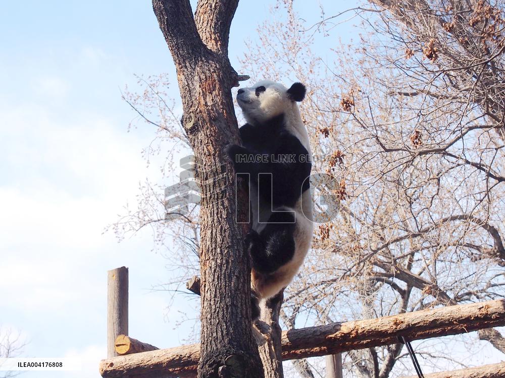 Beijing Zoo Giant Panda