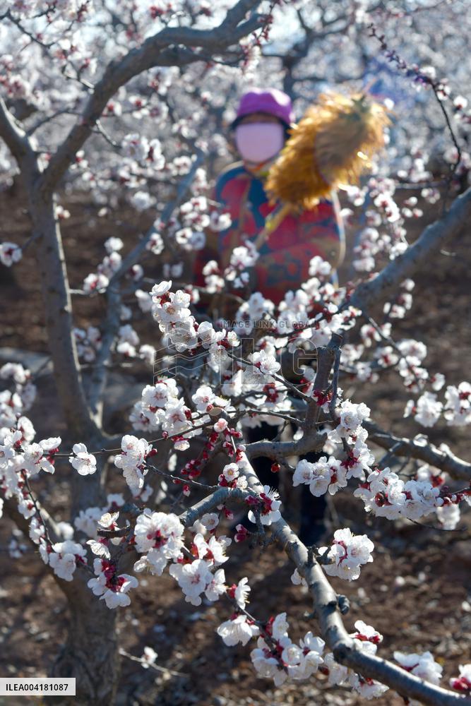 A Farmer Pollinates Apricot Flowers in Zaozhuang