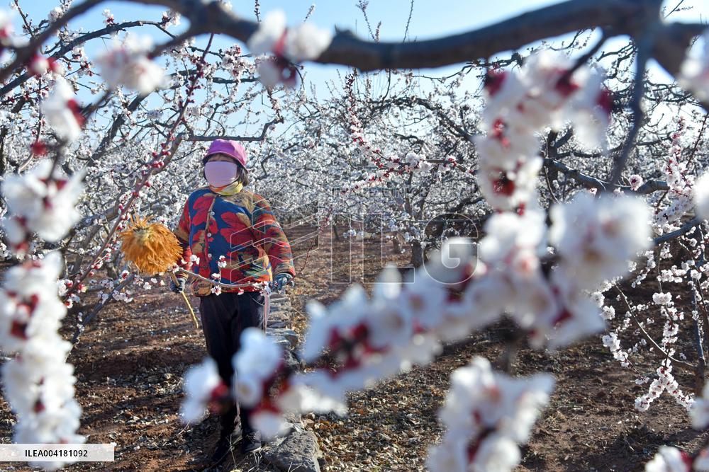 A Farmer Pollinates Apricot Flowers in Zaozhuang
