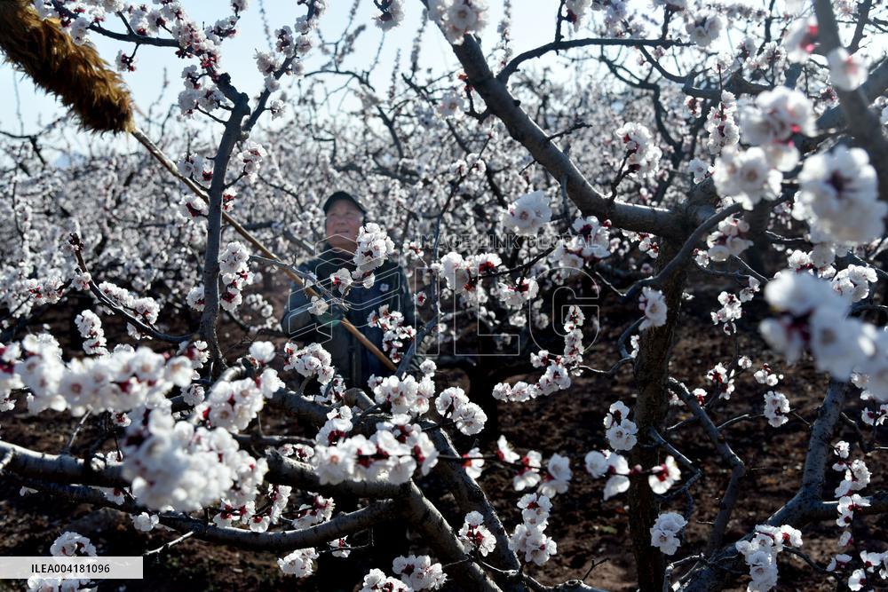 A Farmer Pollinates Apricot Flowers in Zaozhuang