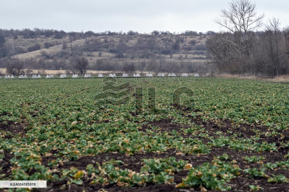 Growing winter crops in frontline areas of Zaporizhzhia region