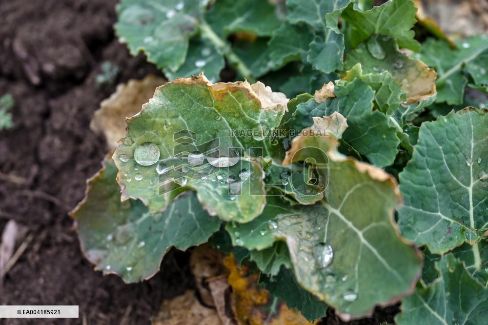 Growing winter crops in frontline areas of Zaporizhzhia region