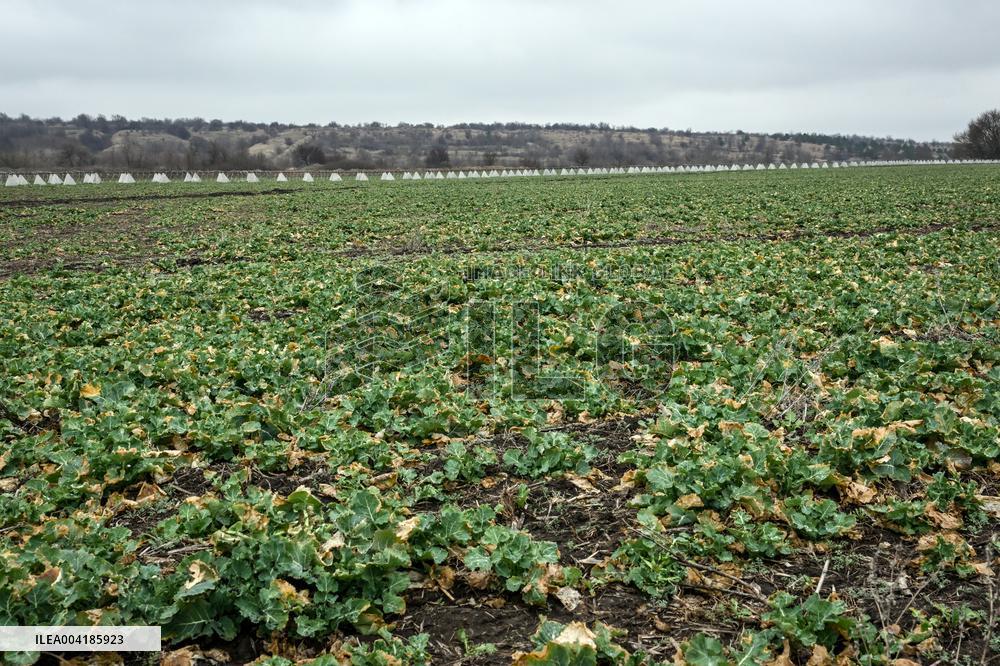 Growing winter crops in frontline areas of Zaporizhzhia region