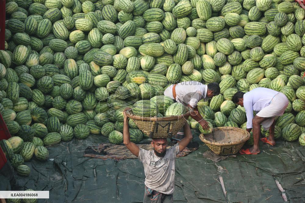 Watermelon Harvest - Bangladesh