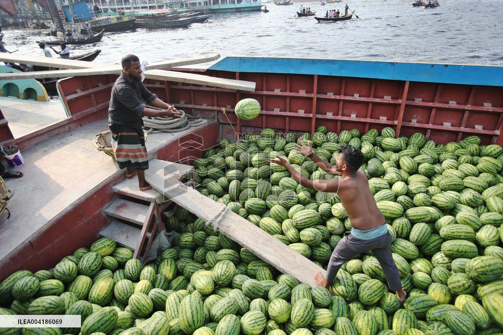 Watermelon Harvest - Bangladesh