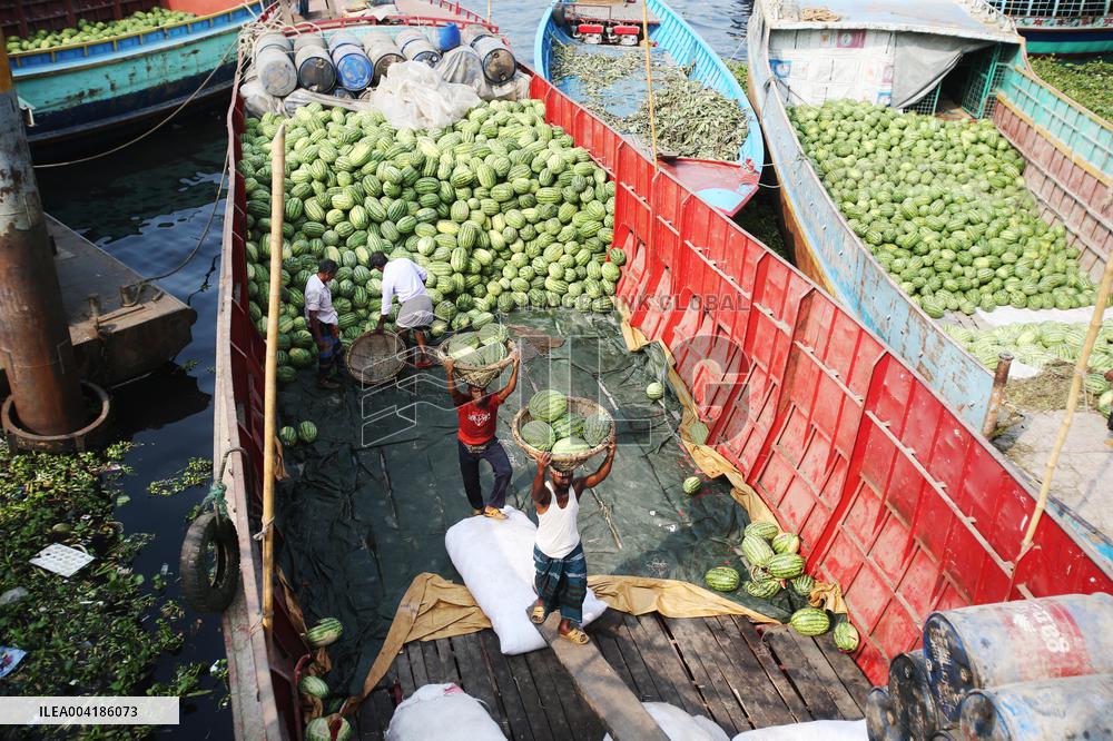 Watermelon Harvest - Bangladesh