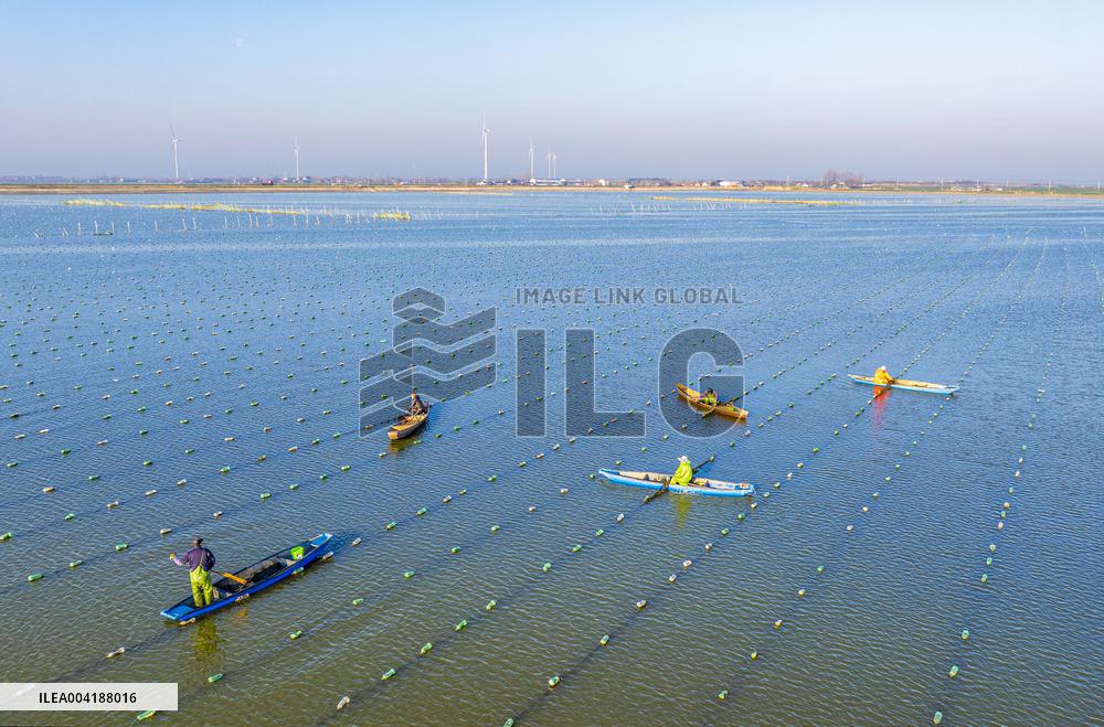 Pearl Farming in Suqian