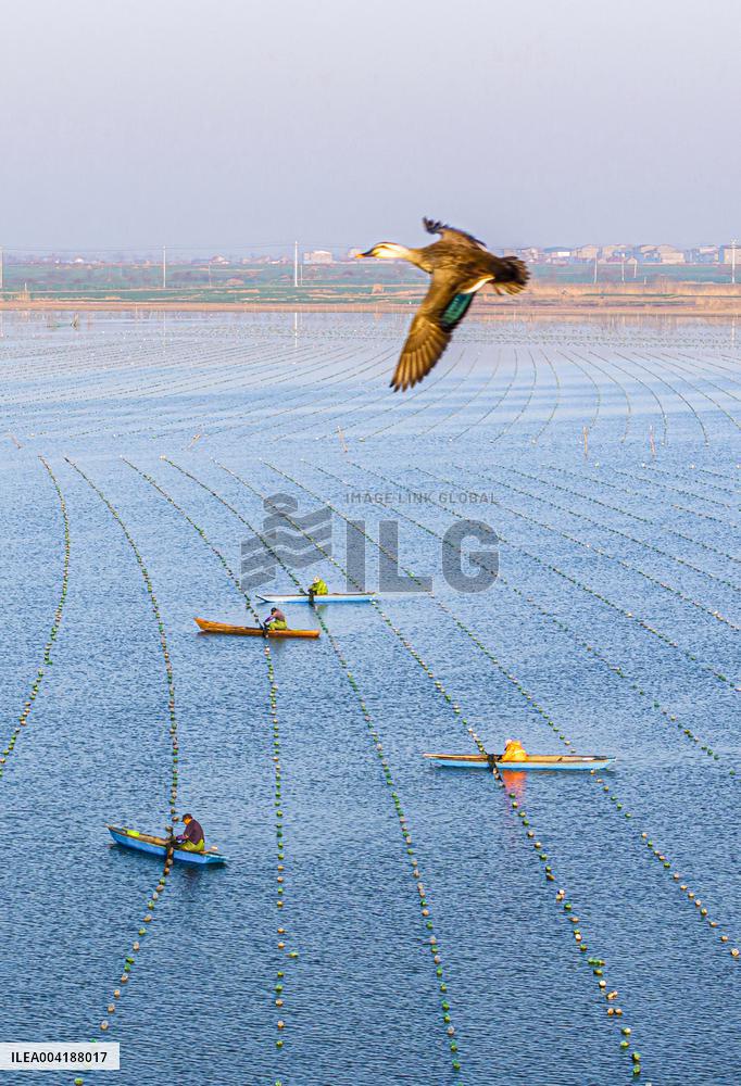 Pearl Farming in Suqian