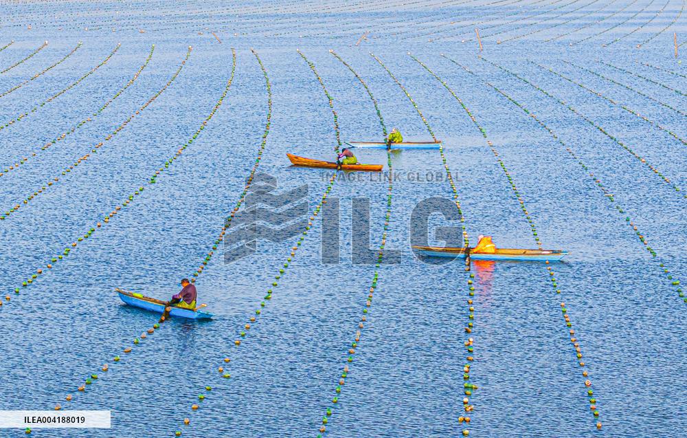 Pearl Farming in Suqian