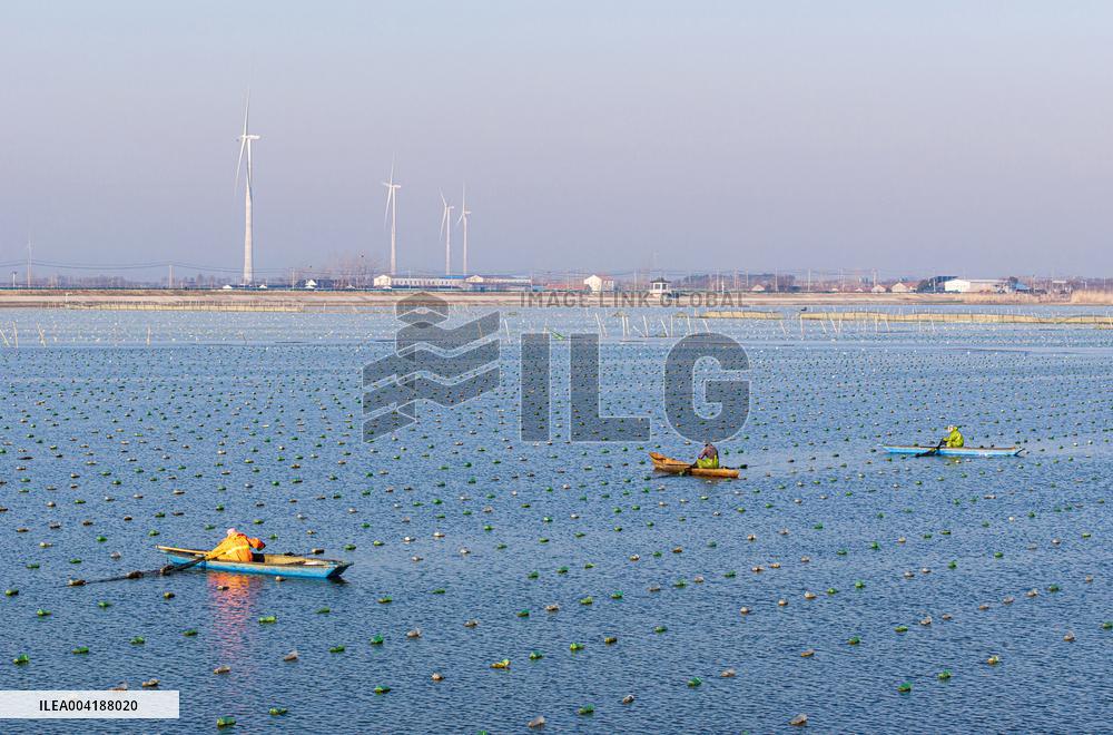 Pearl Farming in Suqian