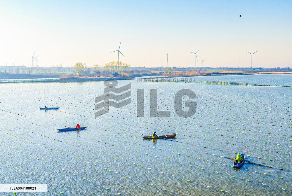 Pearl Farming in Suqian