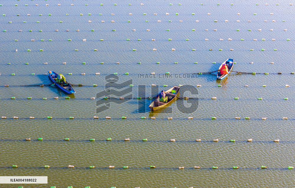 Pearl Farming in Suqian