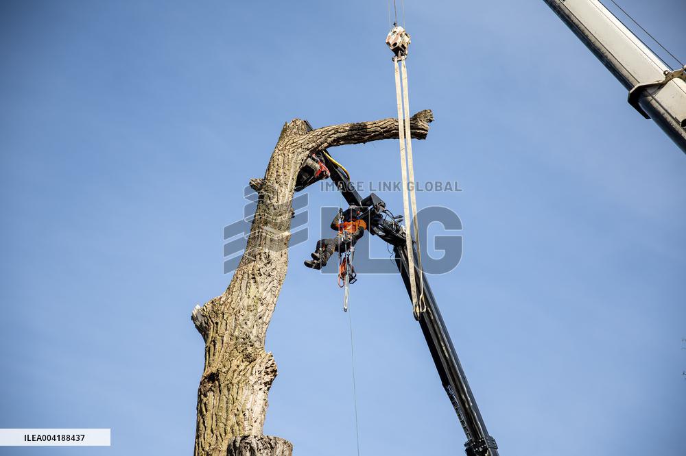 Urban tree maintenance
