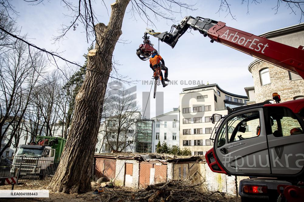 Urban tree maintenance