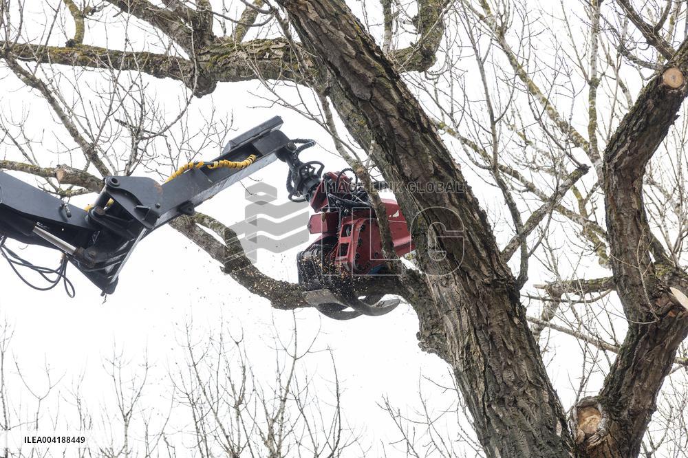 Urban tree maintenance