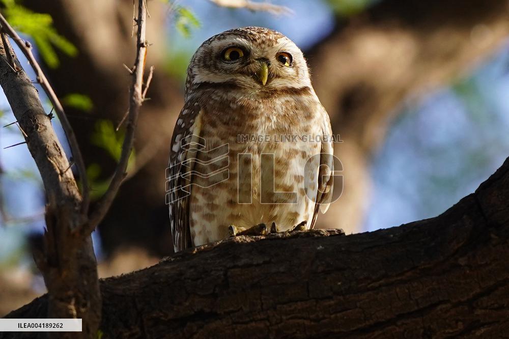 Spotted Owl Is Seen on Outskirts of Ajmer - India