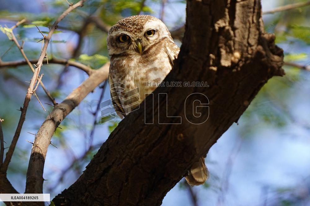 Spotted Owl Is Seen on Outskirts of Ajmer - India