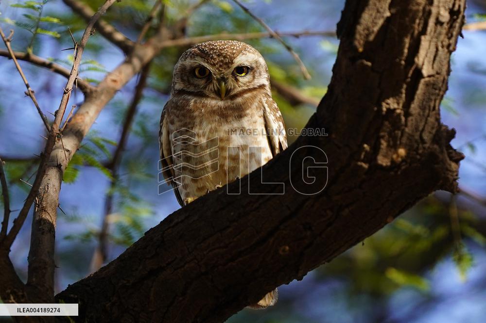 Spotted Owl Is Seen on Outskirts of Ajmer - India