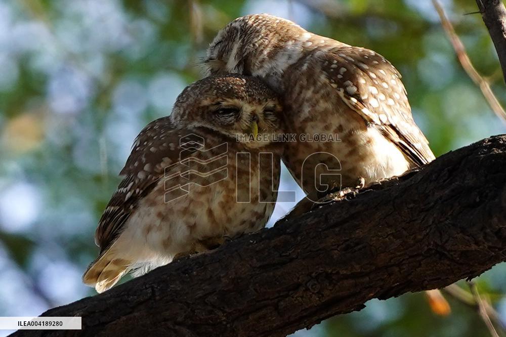 Spotted Owl Is Seen on Outskirts of Ajmer - India