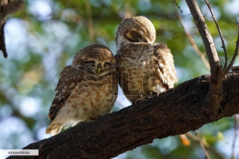 Spotted Owl Is Seen on Outskirts of Ajmer - India