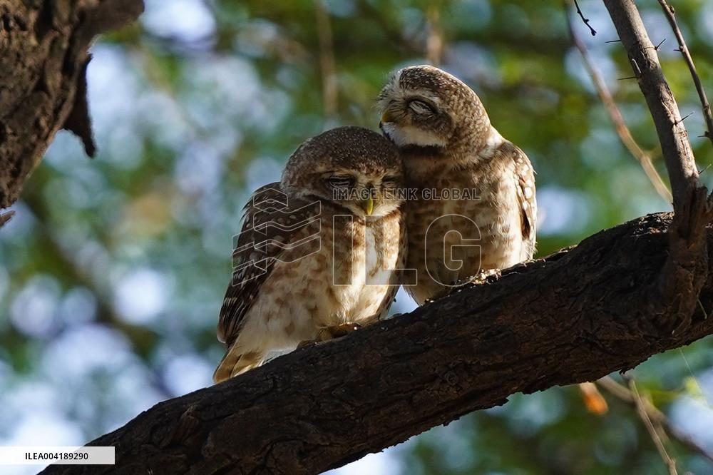 Spotted Owl Is Seen on Outskirts of Ajmer - India