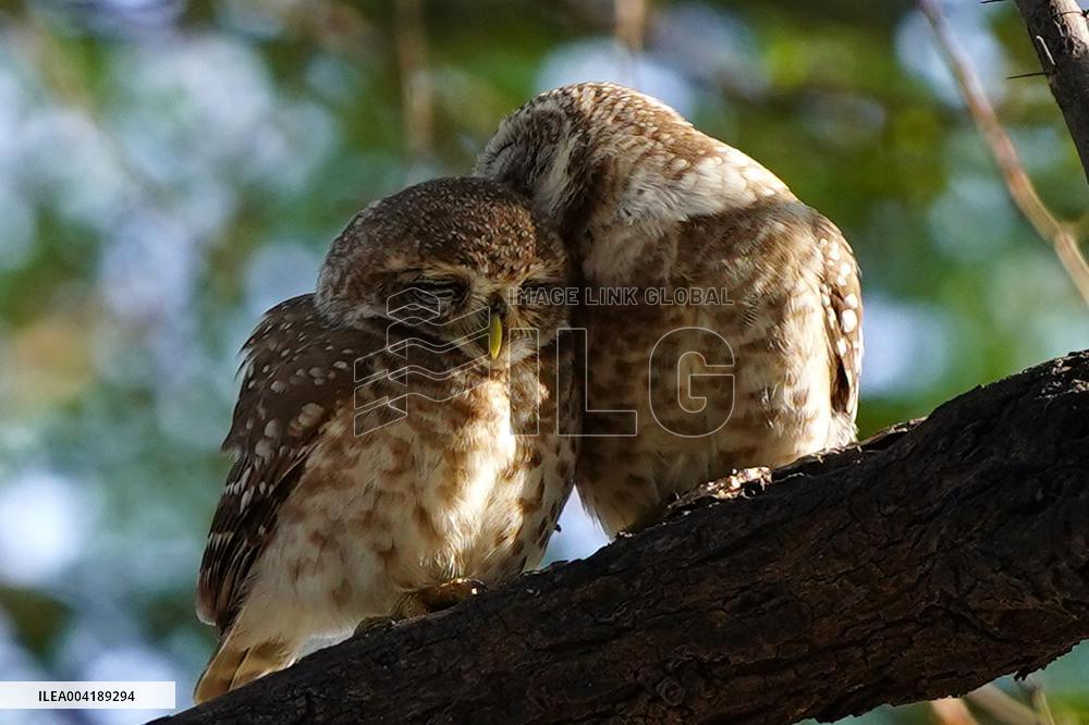Spotted Owl Is Seen on Outskirts of Ajmer - India