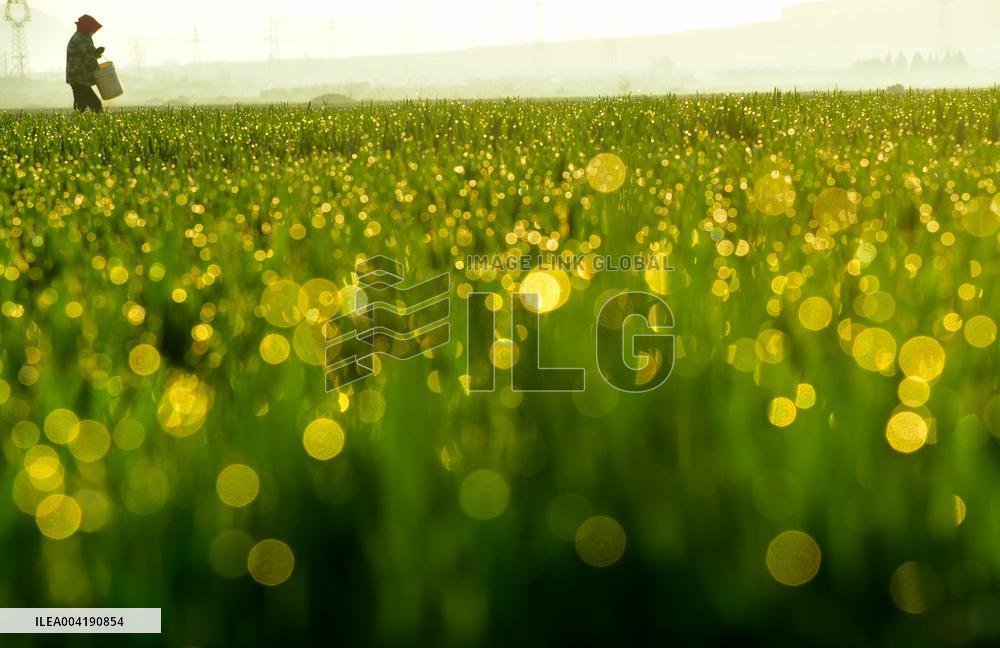 Agricultural Management