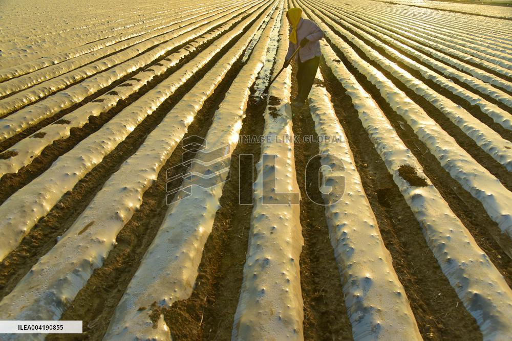 Agricultural Management