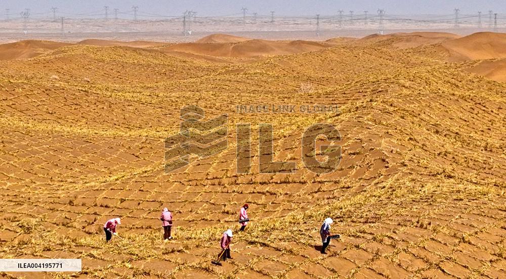 Protective Forest System Construction in Zhangye