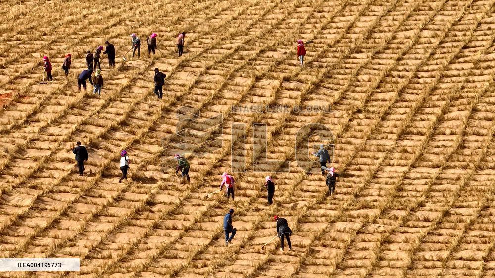 Protective Forest System Construction in Zhangye