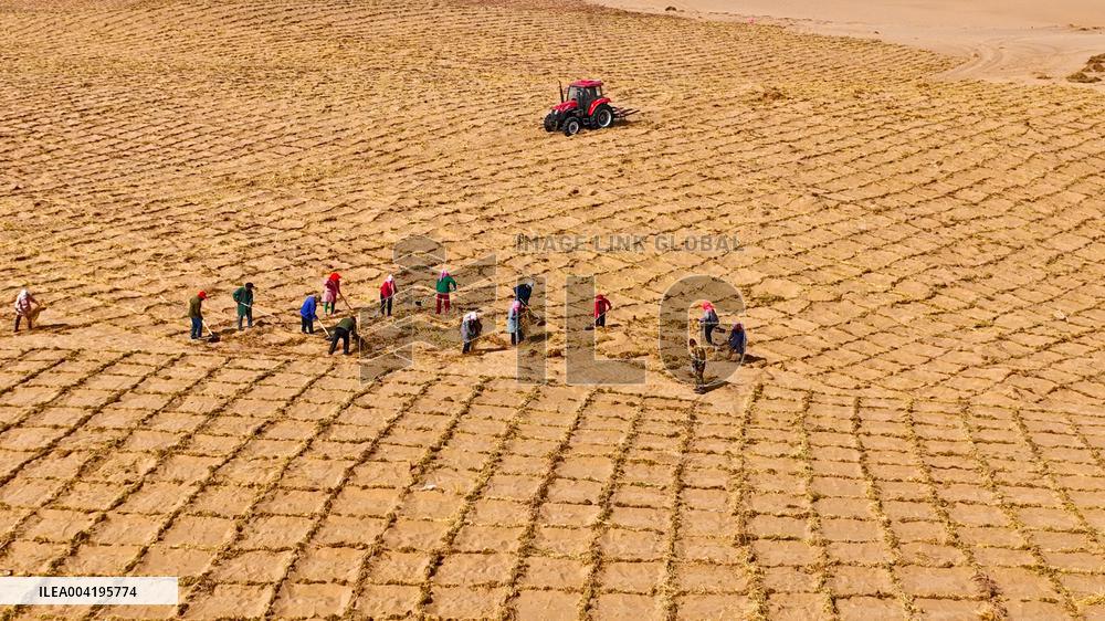 Protective Forest System Construction in Zhangye