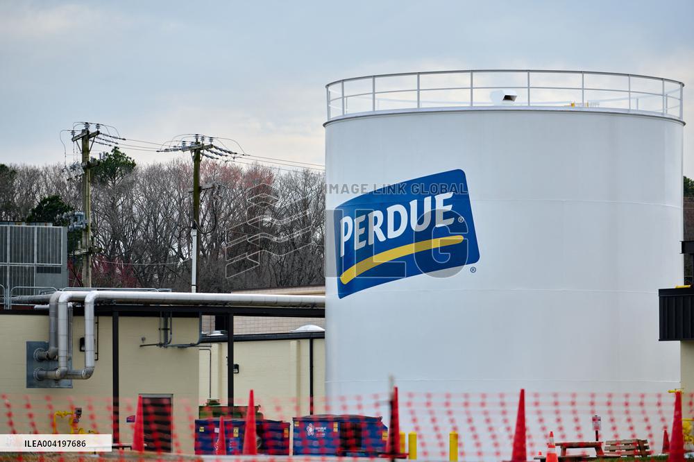Perdue Farms Illustrations - USA