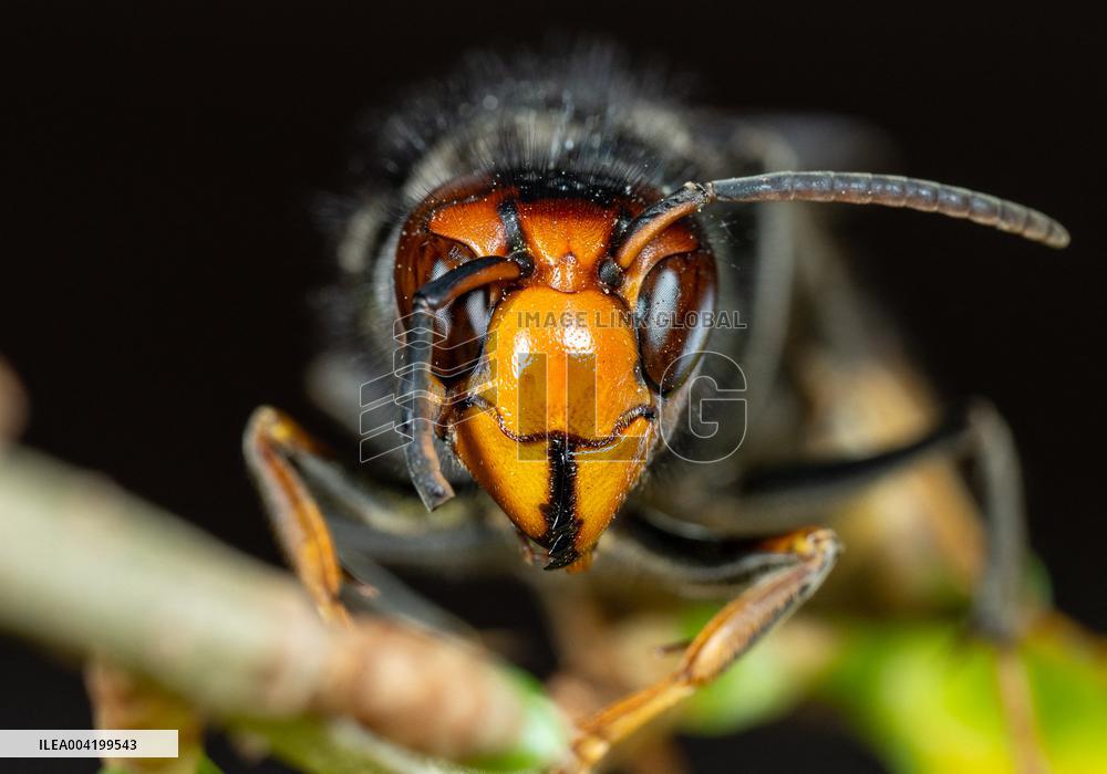 Asian hornets preying on hundreds of native insect species in Europe