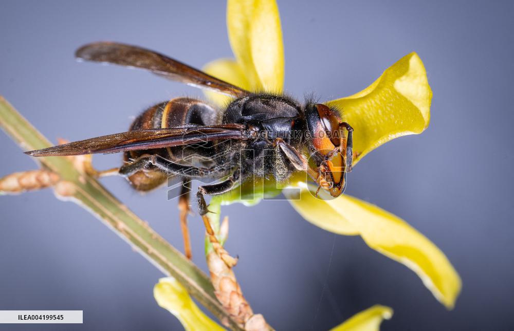 Asian hornets preying on hundreds of native insect species in Europe