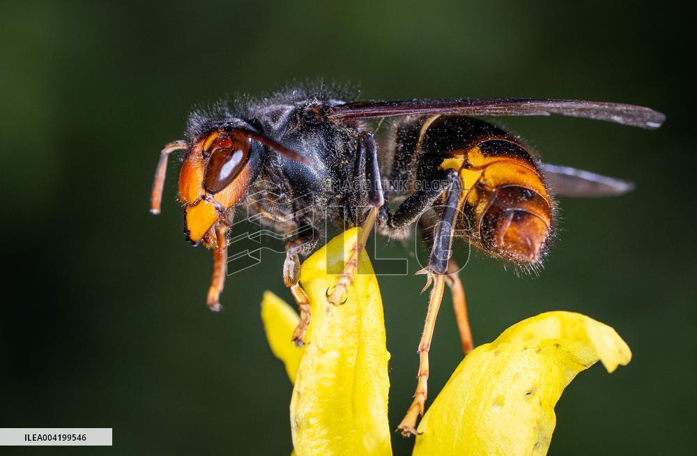 Asian hornets preying on hundreds of native insect species in Europe