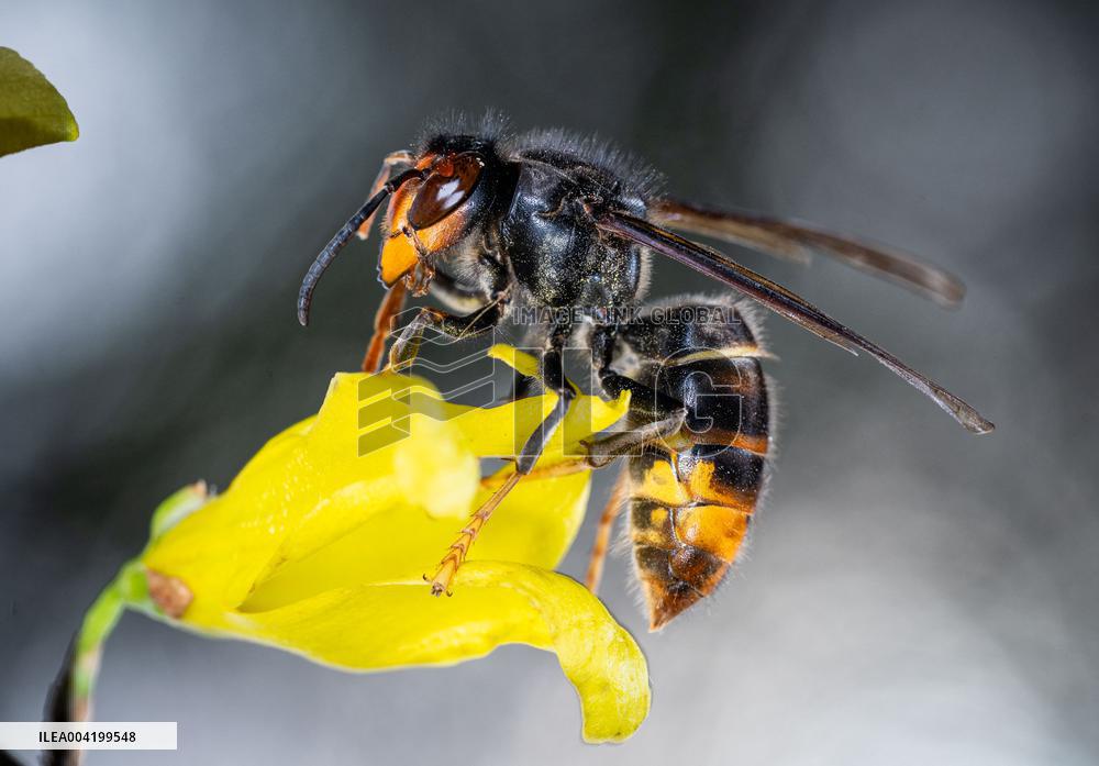 Asian hornets preying on hundreds of native insect species in Europe